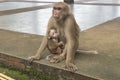 mama monkey and her little monkey cave temple in chiang rai north of thailand