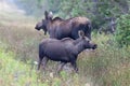 Mama Moose And Calf Royalty Free Stock Photo