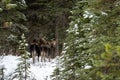 Mama moose with her calf Alces alces standing in snow in a winter forest in Jasper National Park, Alberta Royalty Free Stock Photo