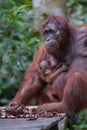 Mama orangutan with her baby sitting pensively on a wooden platform and eats rambutan (Kumai, Indonesia) Royalty Free Stock Photo