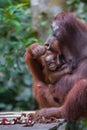 Mama orangutan with her baby sitting on a platform and eats rambutan (Kumai, Indonesia) Royalty Free Stock Photo