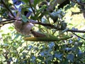 Mama Praying Mantis laying her eggs in her favorite holly bush.