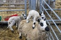 Mama sheep and her lambs in a pen with hay Royalty Free Stock Photo