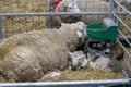 Mama sheep and her lambs in a pen with hay and drinking trough Royalty Free Stock Photo