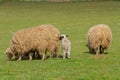 Mama sheep and lamb grazing on a green meadow in spring. Royalty Free Stock Photo