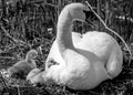 Mama swan Royalty Free Stock Photo