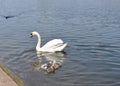 Mama Swan and Her Cygnets Royalty Free Stock Photo