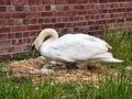 Mama Swan Nesting Along The River Exe Royalty Free Stock Photo