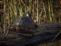 Mama turtle with her baby Royalty Free Stock Photo