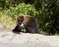 Mama White-Nosed Coatimundi Royalty Free Stock Photo