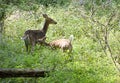 Mama White-tailed Deer With Youngster Nursing Royalty Free Stock Photo