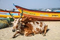 Cow chilling on the beach in the sun of Mahabalipuram, Tamil Nadu, India