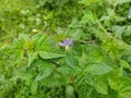 Maman lanang or cleome rutidosperma