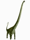 Mamenchisaurus hochuanensis Dinosaur