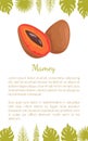 Mamey Exotic Juicy Fruit Vector Poster Text Leaves Royalty Free Stock Photo