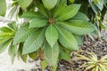 Mamey Sapote With Leaf Spots