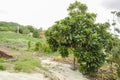 Mamey Sapote Tree