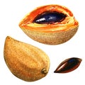 Mamey Sapote, Lucuma, Egg fruit, Canistel, isolated, watercolor illustration