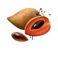 Mamey sapote, pouteria sapota, mamey sapote isolated on white. Mamey colorado, zapote colorado zapote rojo. Reddish colour of