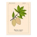 Mamey sapote Pouteria sapota , medicinal plant