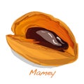 Mamey vector illustration Royalty Free Stock Photo