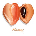 Mamey vector illustration Royalty Free Stock Photo