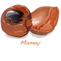Mamey vector illustration Royalty Free Stock Photo