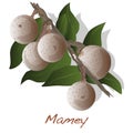 Mamey vector illustration Royalty Free Stock Photo
