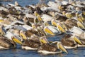 Mamili pelican flock Royalty Free Stock Photo