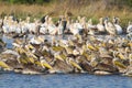 Mamili pelicans Royalty Free Stock Photo