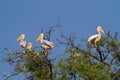 Mamili pelicans Royalty Free Stock Photo