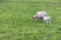 Mamma and baby goats in the lush green meadow in iceland