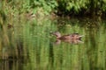 Mamma duck and ducklings