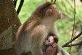 Mamma monkey Royalty Free Stock Photo