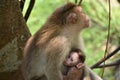 Mamma monkey