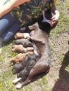 Mamma Pitbull and her new pups