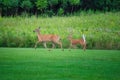 Mamma White-Tailed Deer Doe and a Fawn on the Grass in Front of Prairie Wildflowers Royalty Free Stock Photo