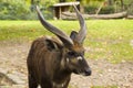 Mammal in Berlin zoo, Germany. Wild life animal, Nyala are spectacular antelope. African antelope