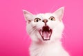 Cute tongue kitty funny mammal cats fur kitten animal domestic pets teeth