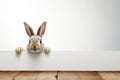 Mammal furry background white easter hare animal rabbit bunny background young cute isolated Royalty Free Stock Photo