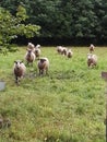 A flock of sheep is running across the field. Royalty Free Stock Photo