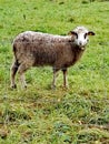 A ram, a sheep and lamb grazes in the meadow. Royalty Free Stock Photo