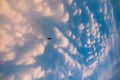 Mammal gland like cloud Royalty Free Stock Photo