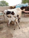 A mammal goat feeding milk two cute baby goats,purity of rural life