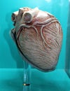 Mammal Heart