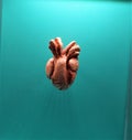 Mammal Heart