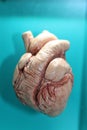 Mammal Heart