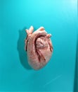 Mammal Heart