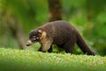 Mammal in nature habitat, wildlife. Raccoon, Procyon lotor, in green grass, tropic junge, Costa Rica. Animal in forest habitat, gr Royalty Free Stock Photo