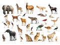 mammal and other animals of Africa isolated Royalty Free Stock Photo